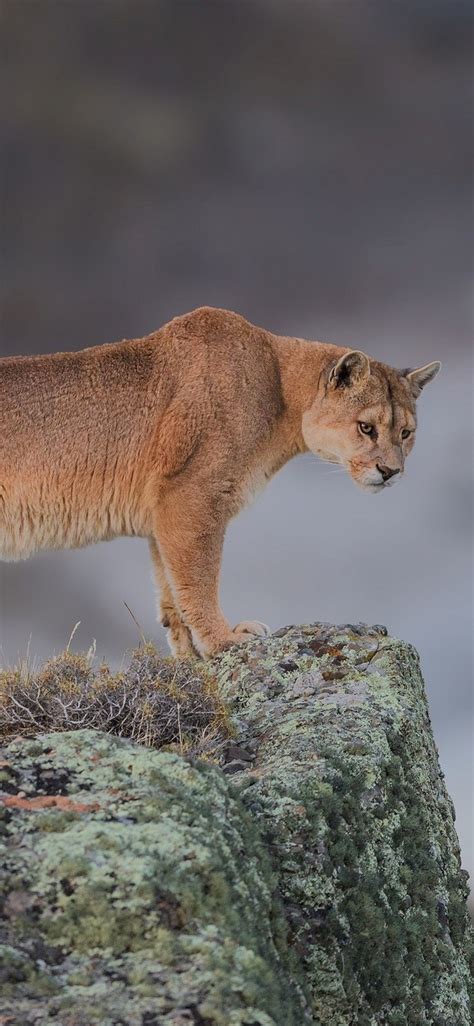 Cougar Wallpapers Top Free Cougar Backgrounds Wallpaperaccess