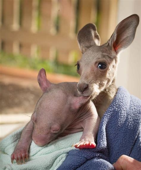 Orphaned Kangaroo And Wombat Formed A Deep And Unexpected Bond That