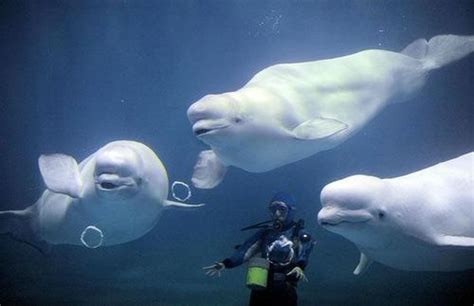 Bubble Blowing Beluga Whales Delight Visitors Book Review And Ratings
