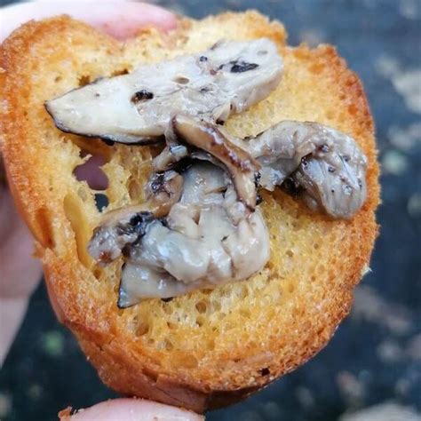 Mushroom Foraging In Cornwall Cornish Wild Food
