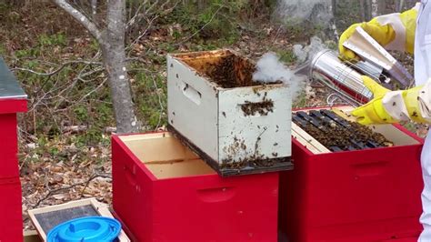 Setting Up The Bee Hive With Bees Youtube