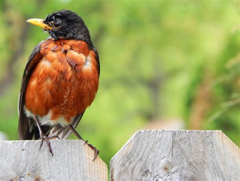 Fotos Gratis Naturaleza Pájaro Animal Fauna Silvestre Salvaje