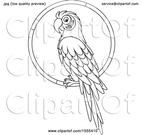 Clipart Of A Lineart Macaw Parrot On A Ring Royalty Free Vector