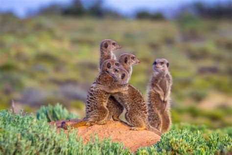 Meerkat Hug Near Oudtshoorn South Africa Jens Assmann Animals