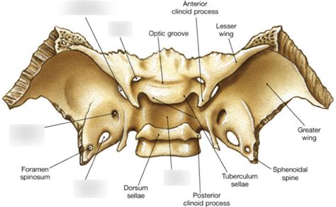 Sphenoid Bone Diagram Quizlet