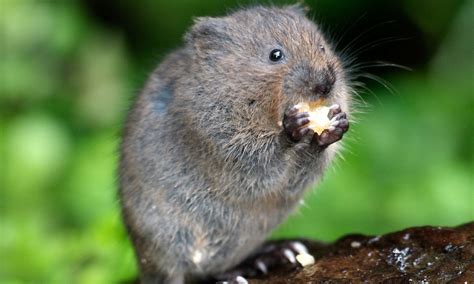 Ratty Returns To The Riverbank Water Vole Thought To Be On The Brink