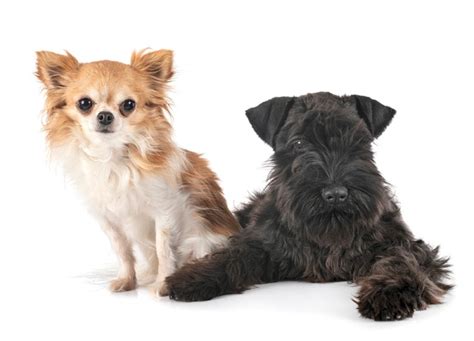 Chizer Chihuahua And Miniature Schnauzer Mix Info Pictures Care