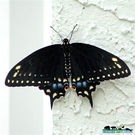 Eastern Black Swallowtails Imagine Our Florida Inc