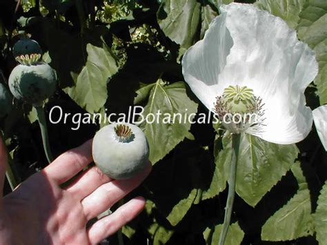 300 Persian White Papaver Somniferum Poppy Seeds