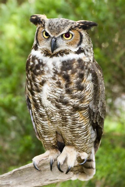 Great Horned Owl Stock Photo Image Of Falconry Night 2889874