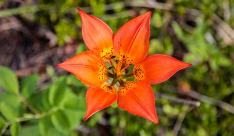 How To See Wildflowers In Jasper National Park Tourism Jasper