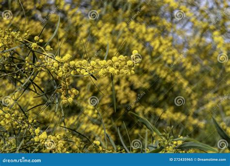 Yellow Ball Flowers Of A Flowering Tree Acacia Saligna Close Up On A