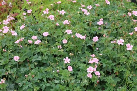 Geranium Endressii ‘wargrave Pink Plantentuin Esveld