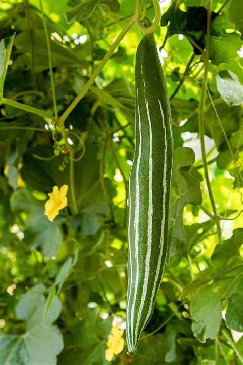 Flowers to plant with vegetables nz. How to Grow Loofah Sponge | Gardener's Path | Growing ...