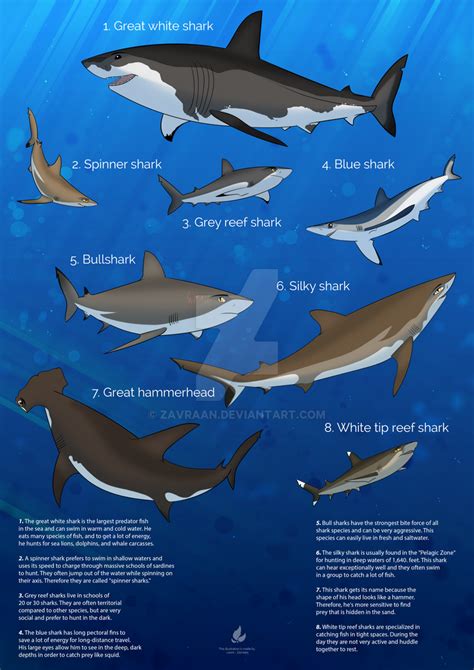 Shark Species Poster English Version By Zavraan On Deviantart