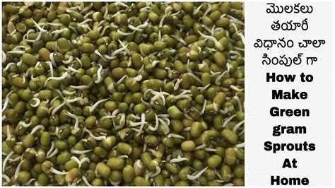 How To Prepare Sprouts At Home In Telugu How To Sprout Mung Beans