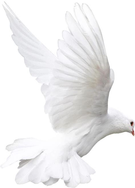 Flying Blanc Pigeon Png Téléchargement Gratuit Png Mart