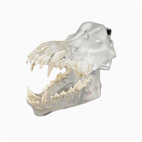 Clear Canine Dental Model Animal Body Anatomy Replica Of Dog Jaw W