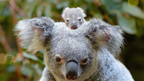 Native Australian Animals Wildlife Tours