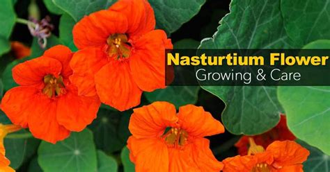 How To Grow And Care For Nasturtium Flowers Nasturtium Beautiful