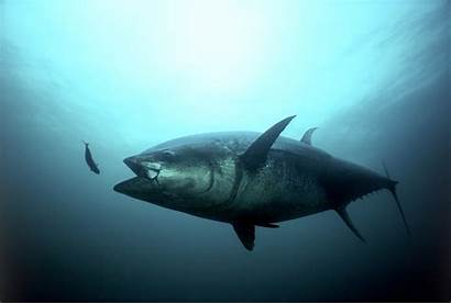 Tuna Bluefin Gulf Mexico Habitat Spawning Oil