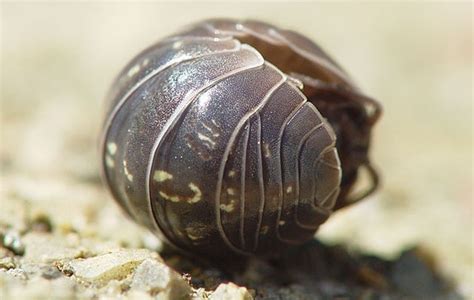 Within the family armadillidiidae, 15 genera are currently recognized: Pill Bugs - Perimeter Insect Control | Spring Touch Lawn ...
