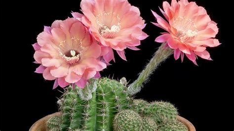 Watch Beautiful Cacti Bloom In Timelapse Mental Floss