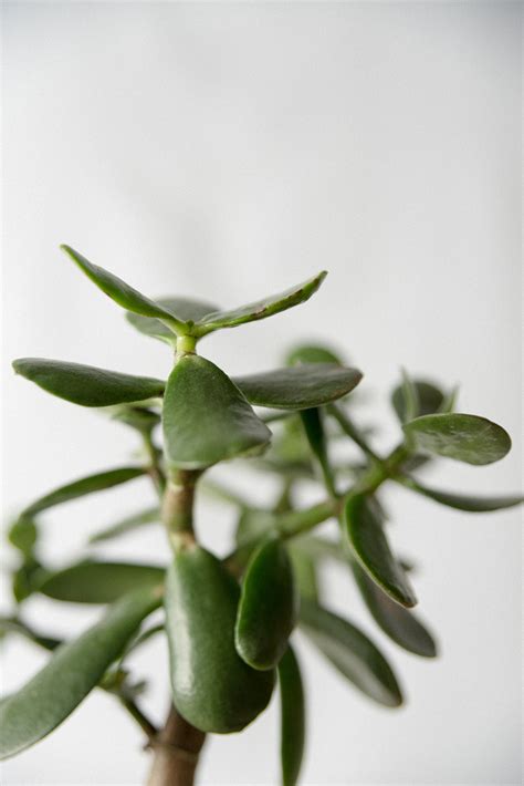 Close Up Photo Of Green Succulent Plant · Free Stock Photo