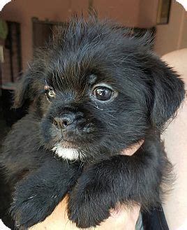 Reserve now, pay at stay. Los Angeles, CA - Pomeranian/Shih Tzu Mix. Meet Cubbie, a ...