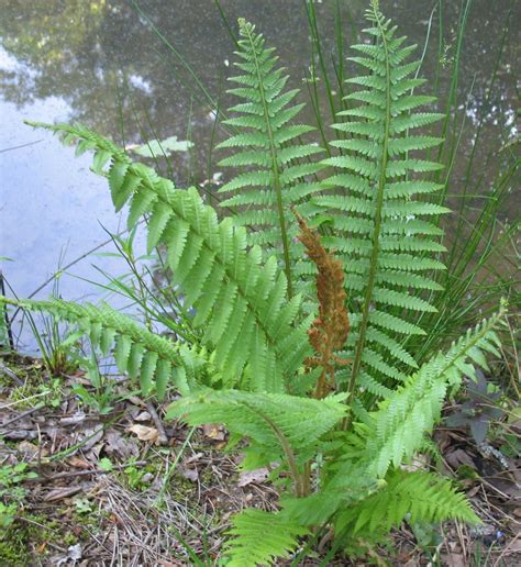 Using Georgia Native Plants Ferns That Work For You