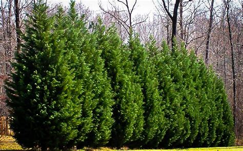 Leyland Cypress Trees for Sale | Buy Leyland Cypress Online | The Tree ...