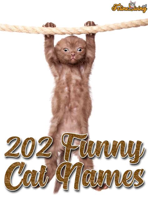 202 Funny Cat Names For Your Witty Kitty