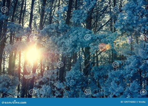 Pine Winter Forest At Sunrise Stock Photo Image Of Nature Needle