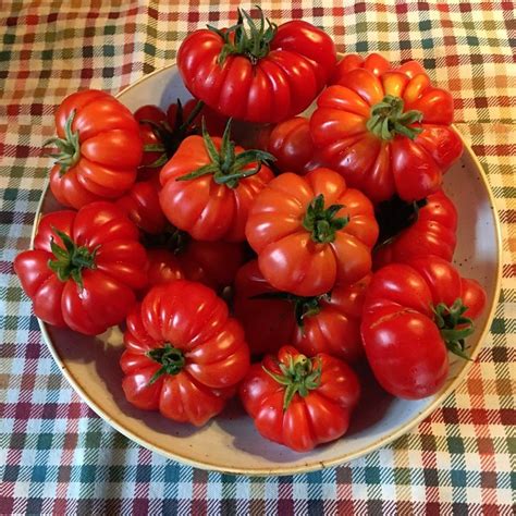 25 Italian Heirloom Pomodoro Costoluto Genovese Tomato Seeds