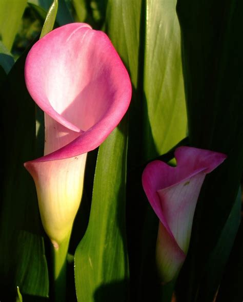 Calla Lily 2 Free Photo Download Freeimages