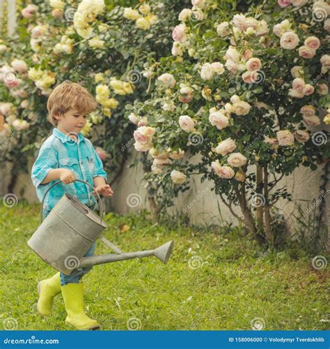 Gardening Activity With Little Kid Flower Rose Care And Watering