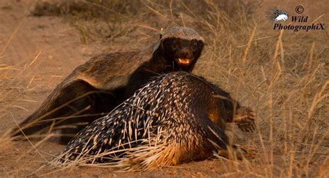In Photos Honey Badger Feasts On A Porcupine Animal Behaviour
