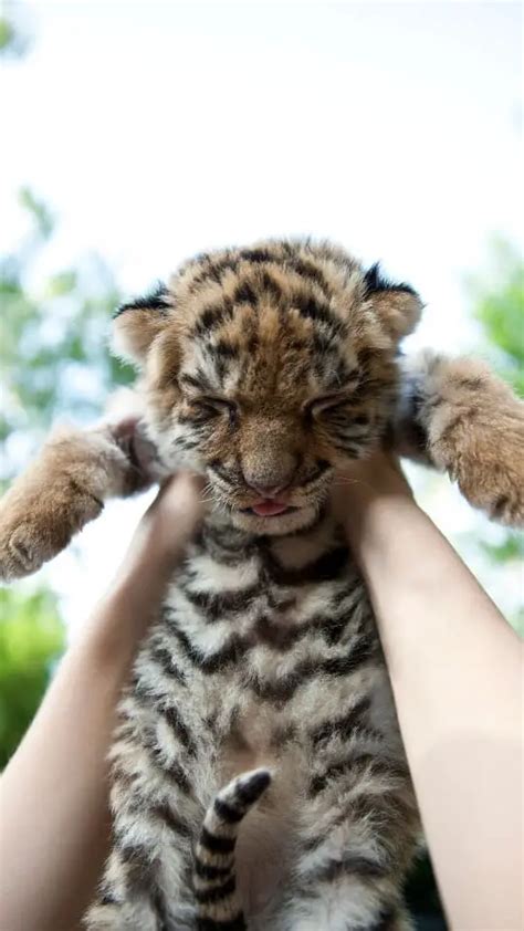 Lovely Baby Tiger Facts And Photos Wallpapers Untamedanimals