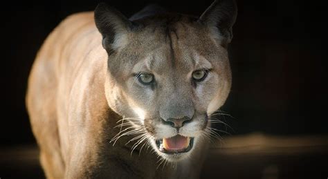En Brasil Encontraron Un Puma Concolor Considerado Extinto Desde Hace
