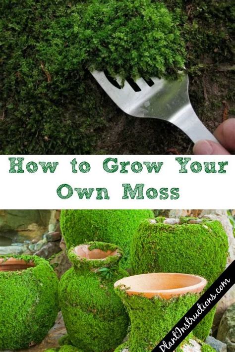 How To Grow Your Own Moss Moss Plant Growing Moss Plants