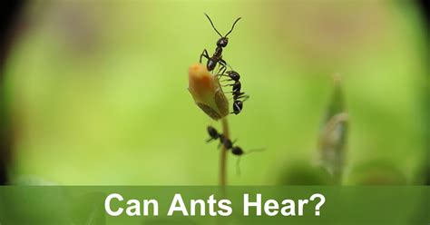 can ants hear are they deaf scifaqs