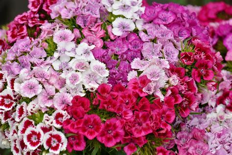 Common types of flowers such as bulb flowers also produce a variety of different colored flowers in the summer or spring. Free picture: bouquet, carnation, cluster, colorful ...