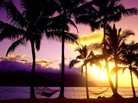 Wallpaper Sunlight Sunset Sea Sunrise Evening Morning Palm