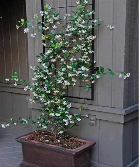 12 Best Climbing Flowers For Pergolas And Trellises ~