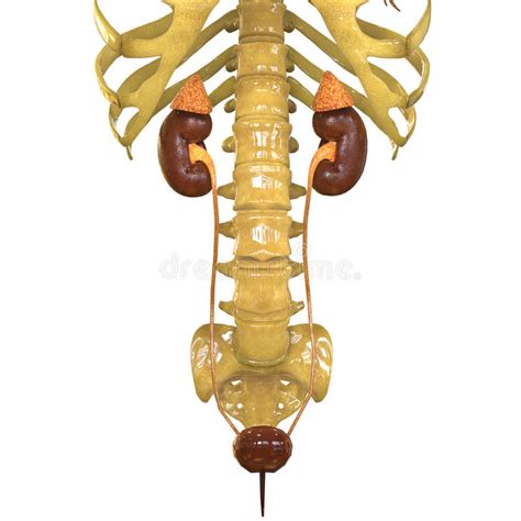 Menselijk Lichaamsorganen Nieren Stock Illustratie Illustration Of Mensen Samenvatting
