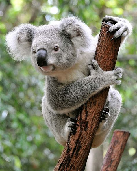 Koala Appearance Diet Habitat And Facts Britannica