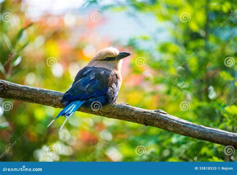 Bird On A Tree Stock Photos Image 33818533