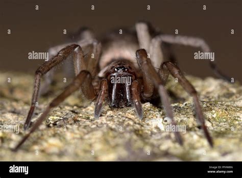 Spider Venom Fangs Hi Res Stock Photography And Images Alamy