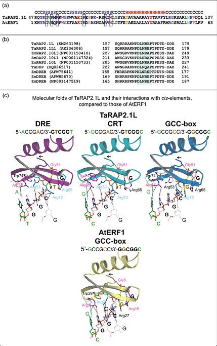 A Sequence Alignment And Molecular Folds Of Ap2 Domains Of Tarap21l
