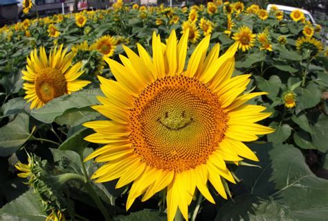 Smiling Sunflower Is Really Happy About Something In Tokyo Japan